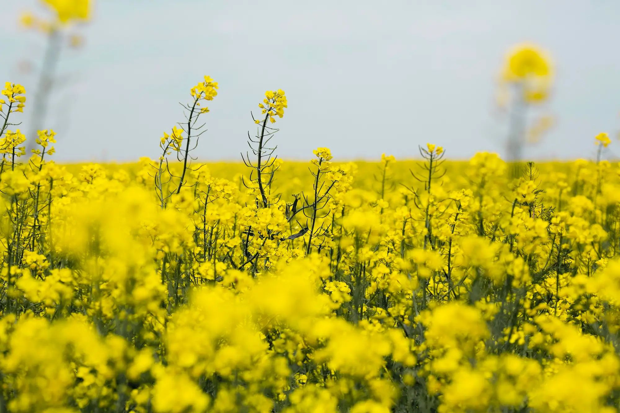 Yellow canola flowers blooming in a vast field under a blue sky, representing agronomy and Australian farm practices.