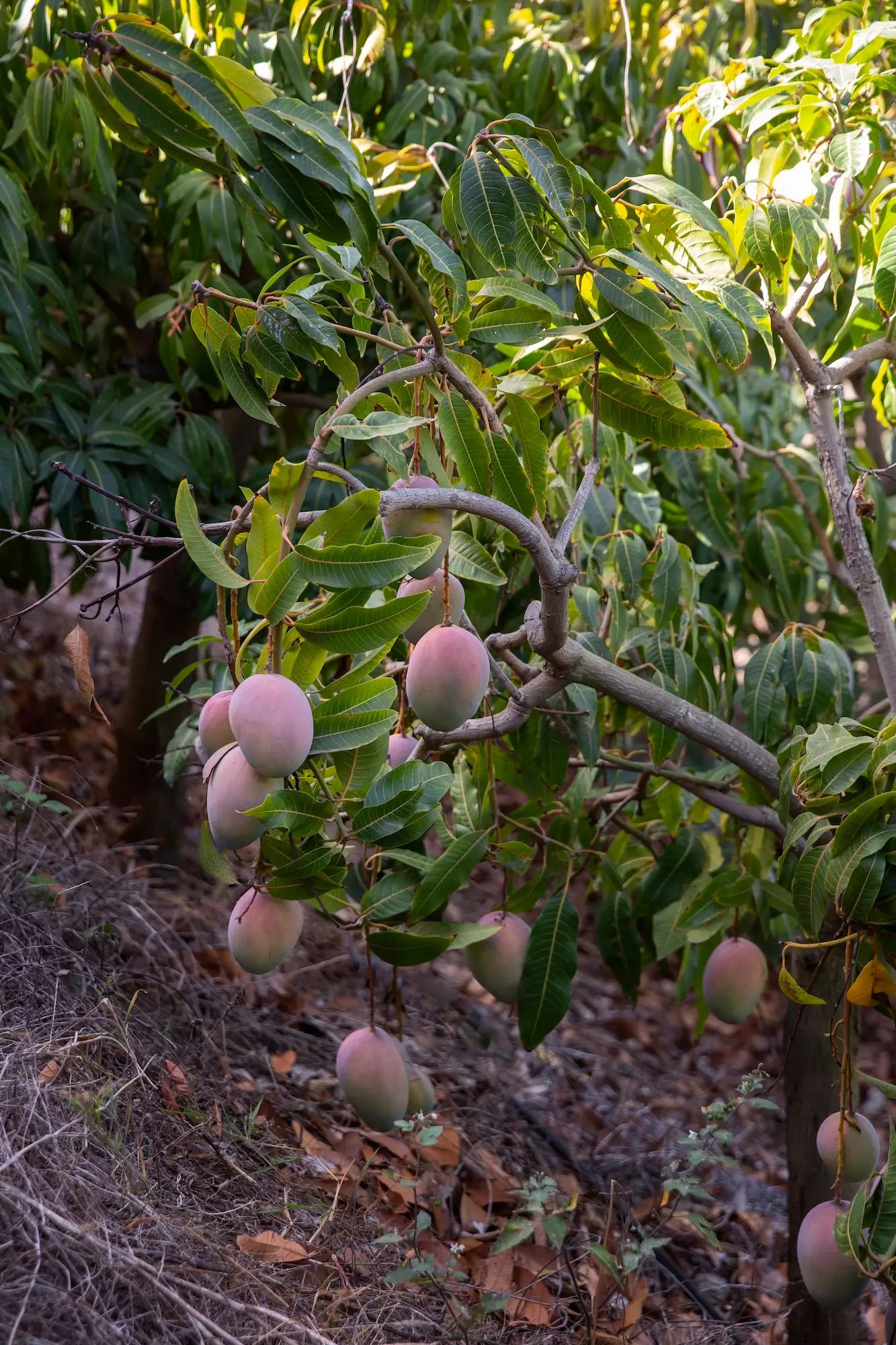 Mango tree in orchard bearing fruit, highlighting the use of liquid fertiliser on an Australian farm for agronomy benefits.