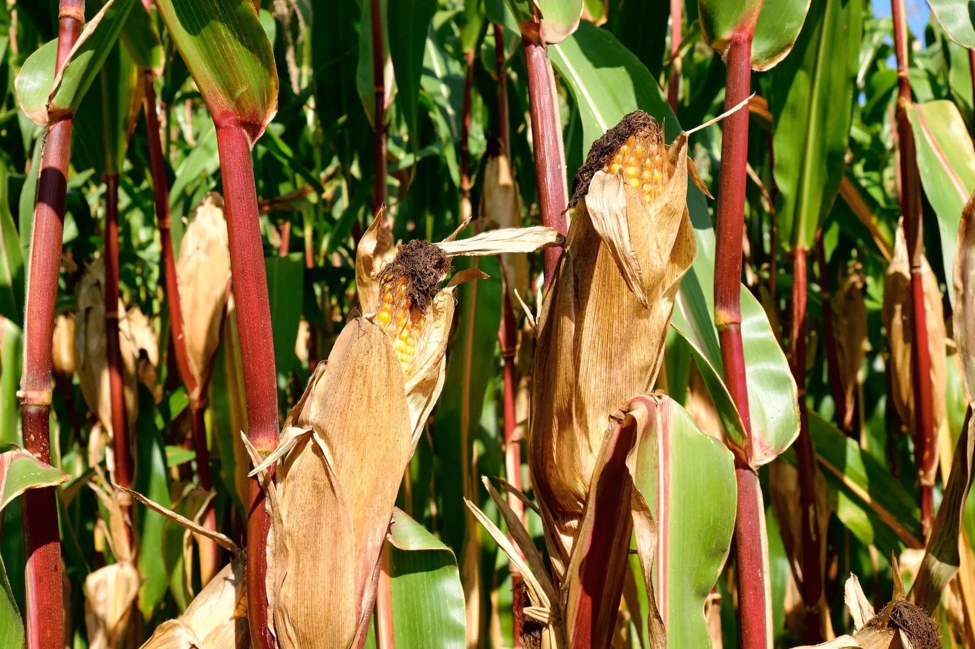Corn stalks growing in a field under the sun, showcasing agronomy and custom fertiliser use on an Australian farm.