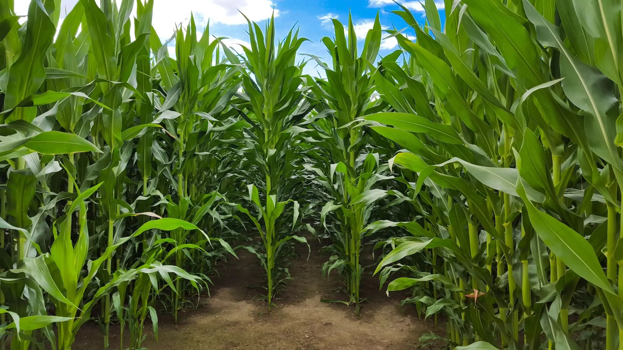 Cornfield growing under a blue sky, showcasing lush green plants. Ideal for liquid fertiliser on an Australian farm.