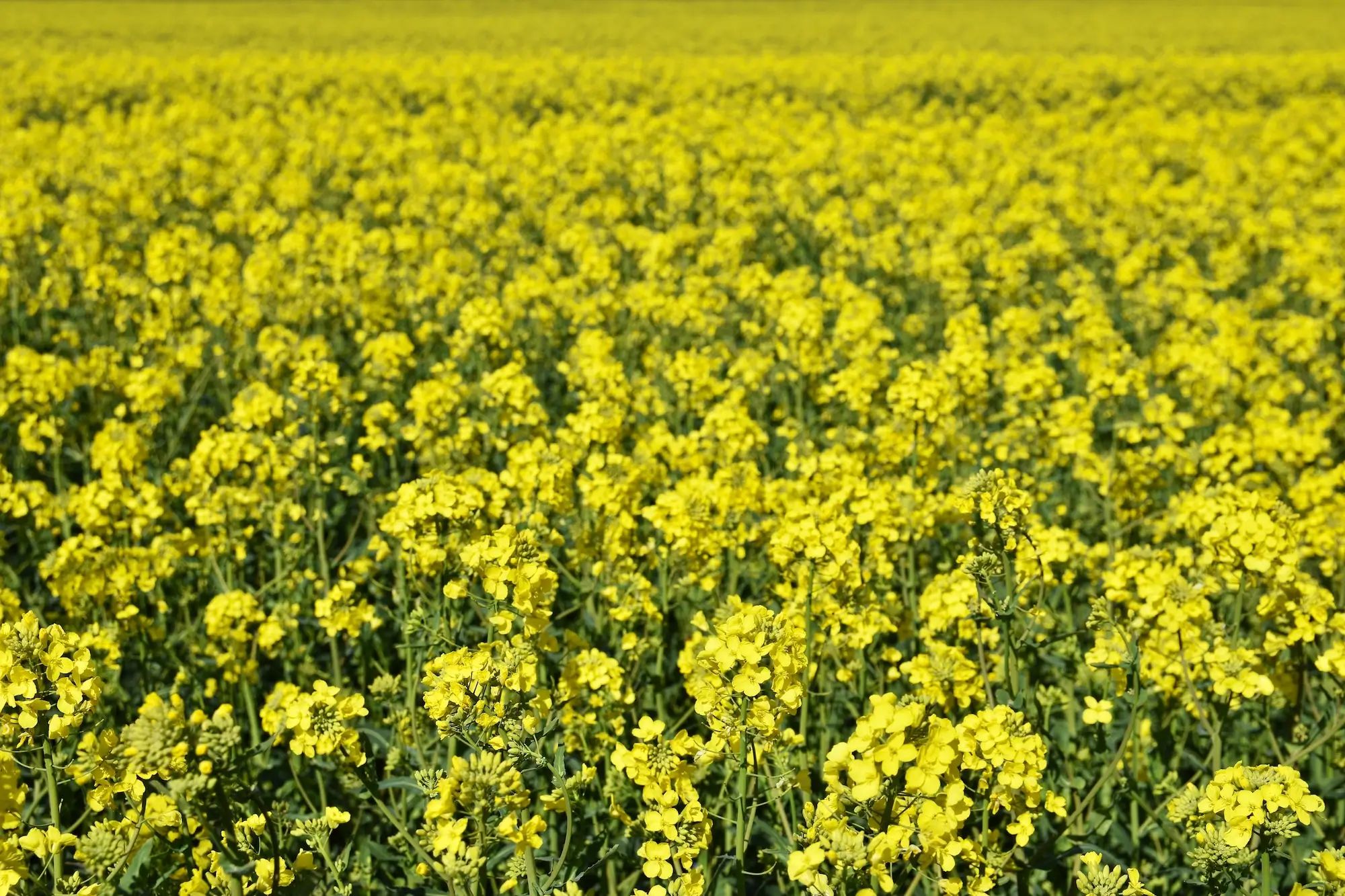 Canola field in full bloom, showcasing vibrant yellow flowers, ideal for liquid fertiliser use on an Australian farm.