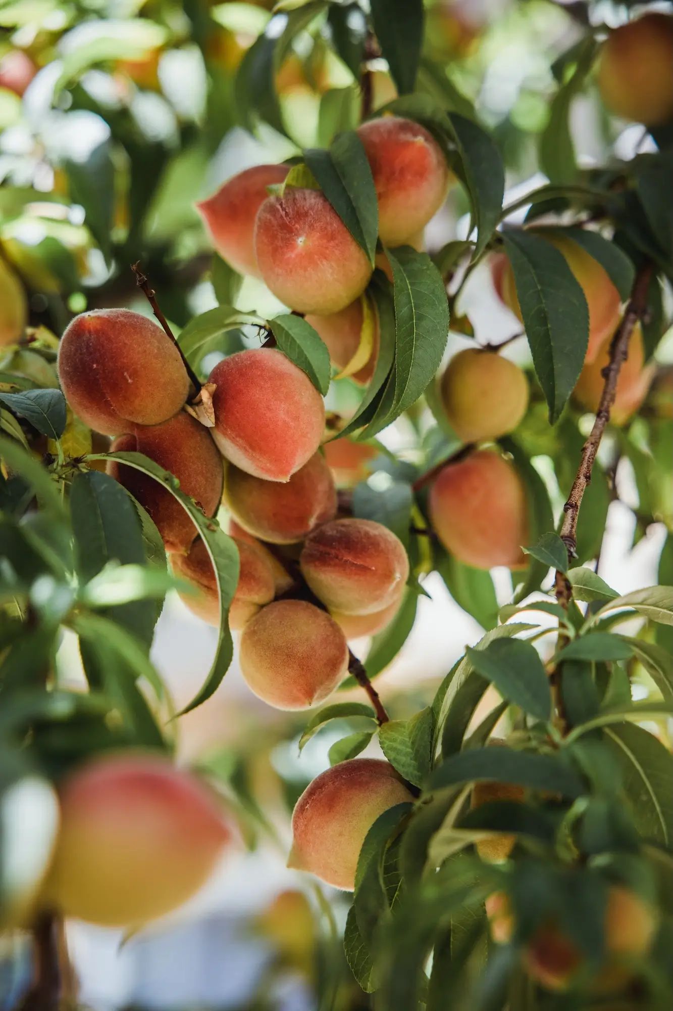Peach tree growing in an orchard, showcasing ripe fruits. Ideal for Australian farms using liquid fertiliser for agronomy.