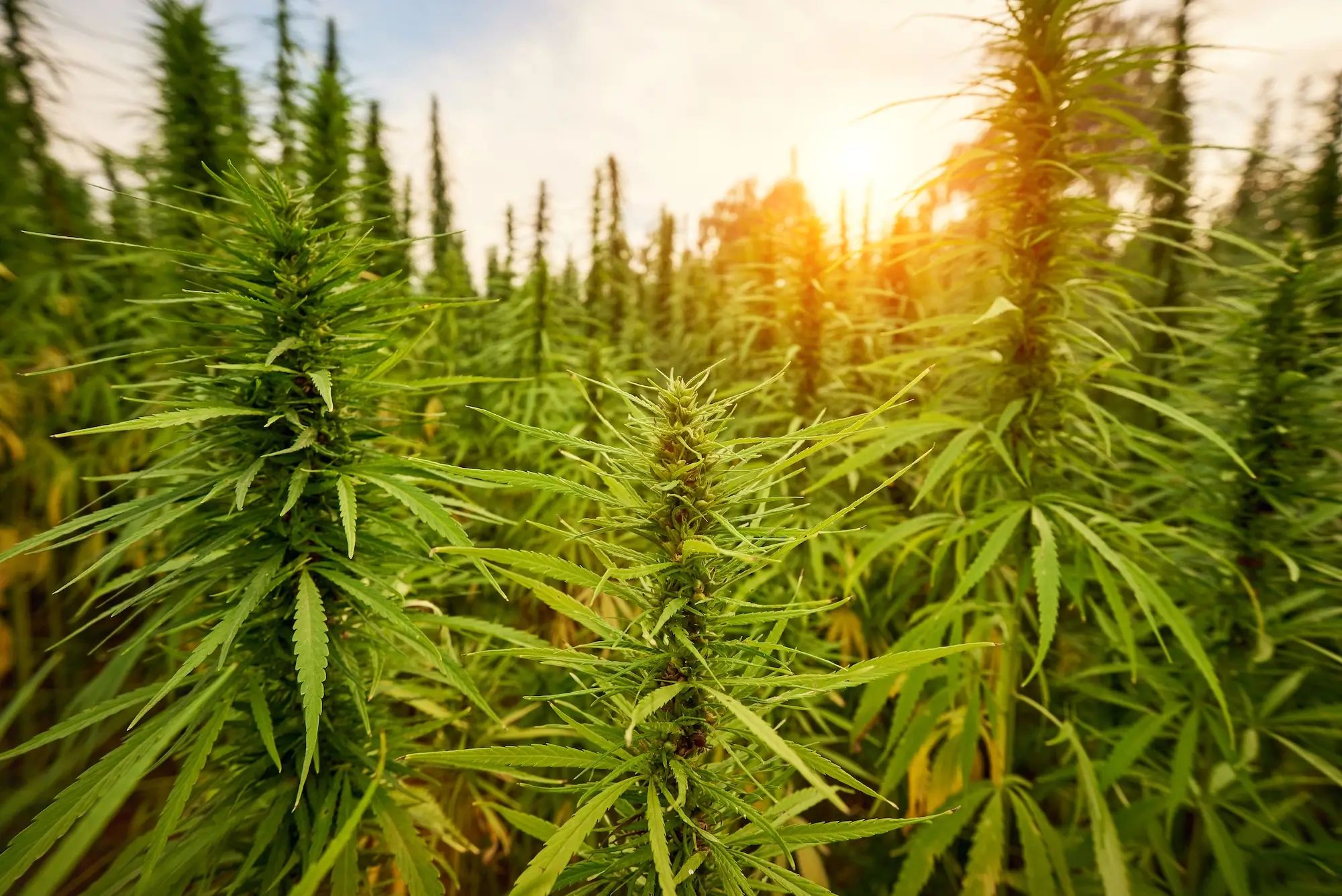 Hemp plants growing in a field at sunset, showcasing agronomy techniques with liquid fertiliser on an Australian farm.