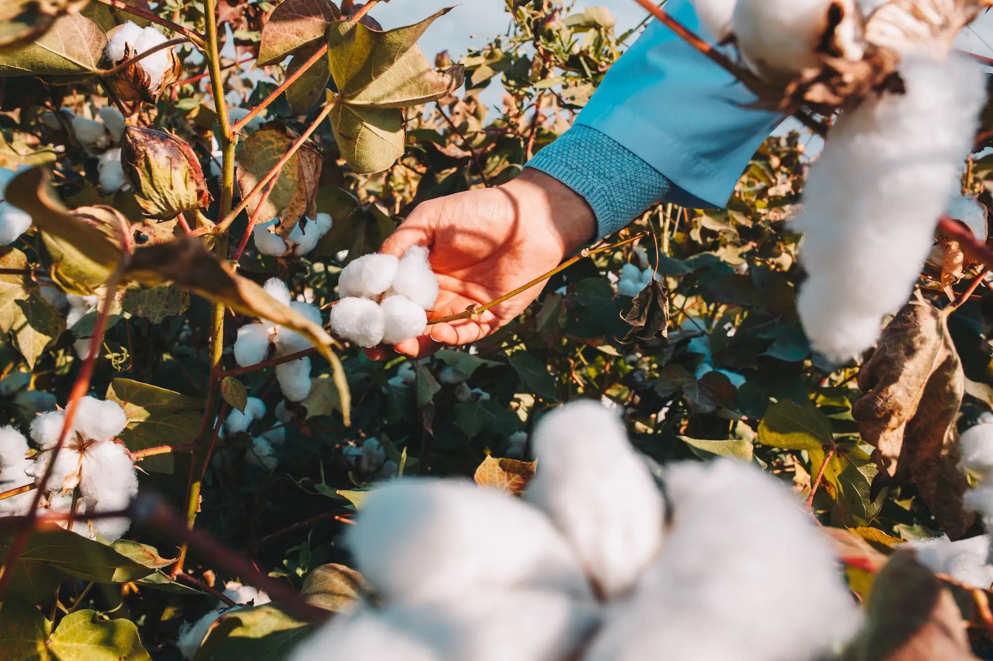 Cotton plant being harvested in a field, highlighting agronomy and custom fertiliser on an Australian farm.