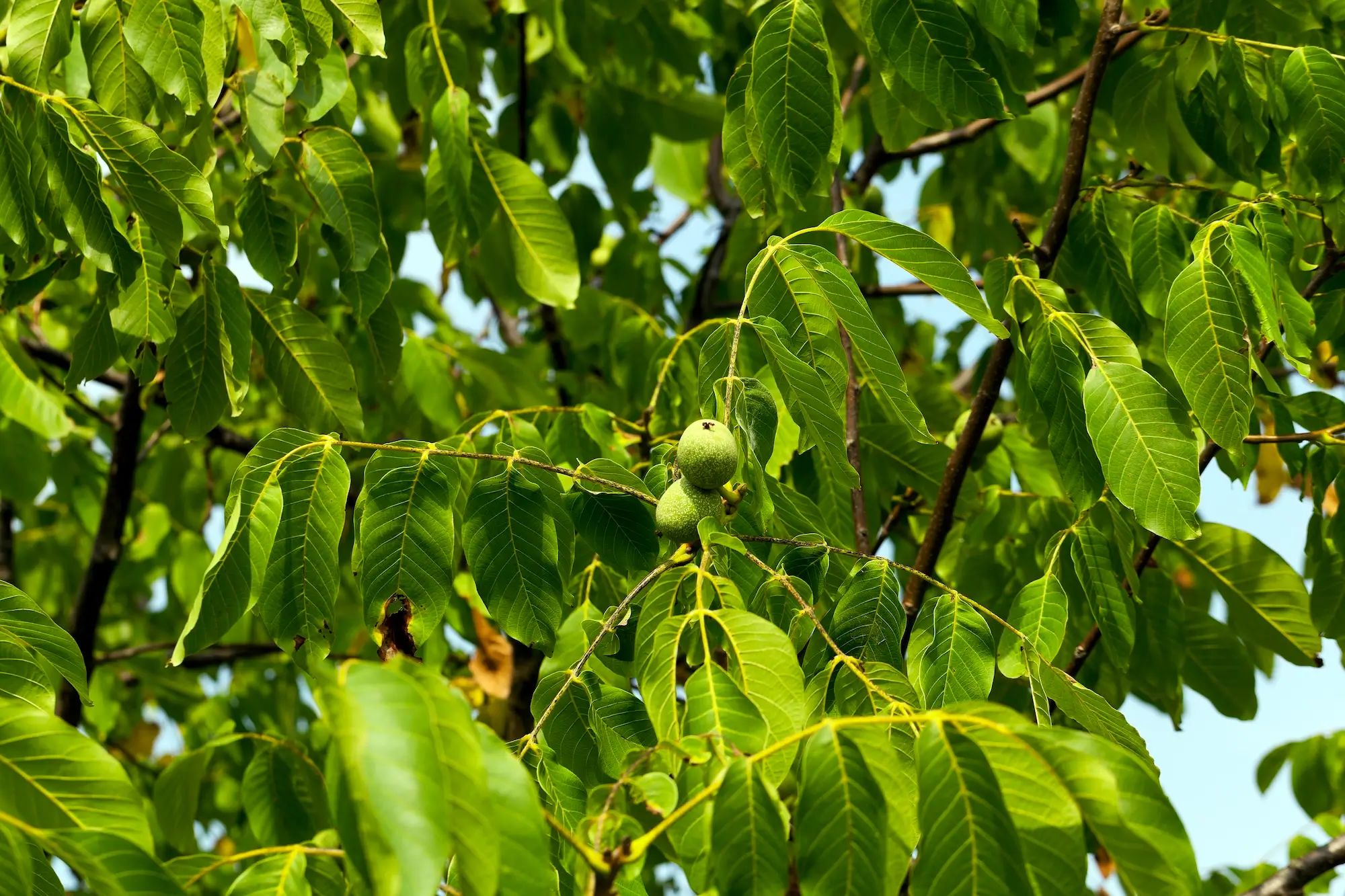 Walnut tree leaves growing in a sunny orchard, ideal for liquid fertiliser use on an Australian farm.
