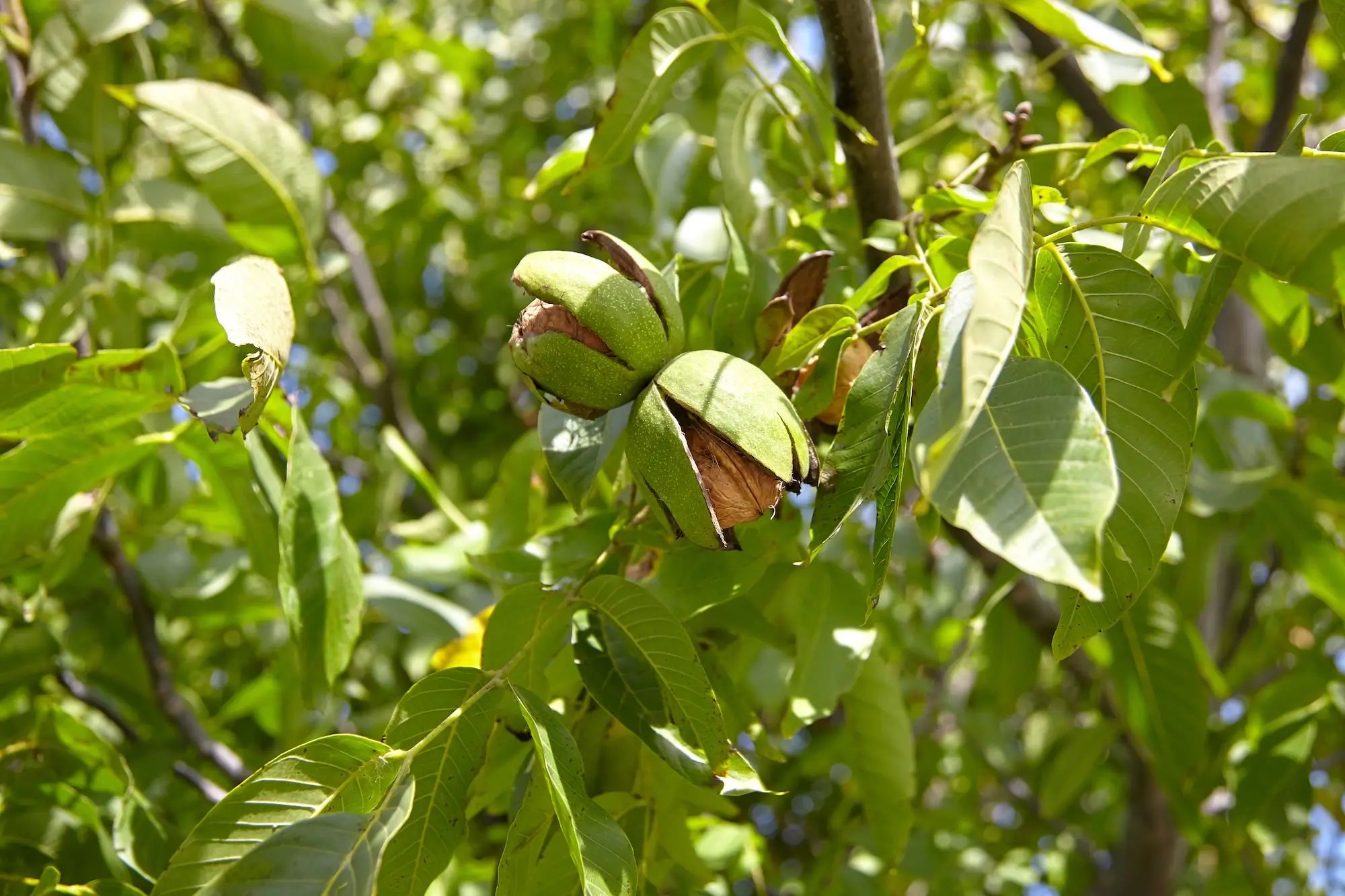Walnut tree in an orchard with growing walnuts, highlighting agronomy with custom fertiliser on an Australian farm.