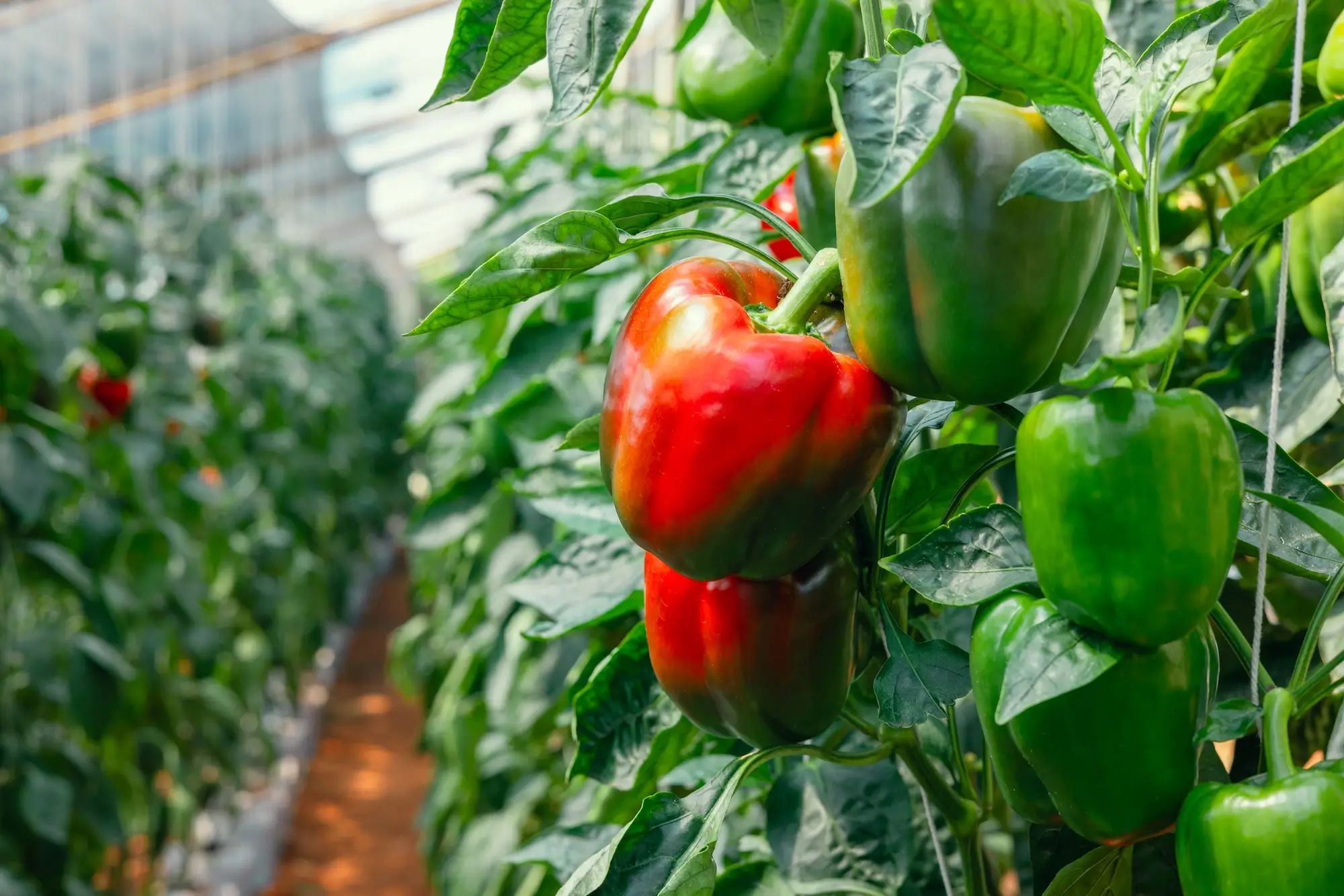 Bell peppers growing in a greenhouse, showcasing vibrant colors and healthy growth, ideal for Australian farm agronomy with liquid fertiliser.