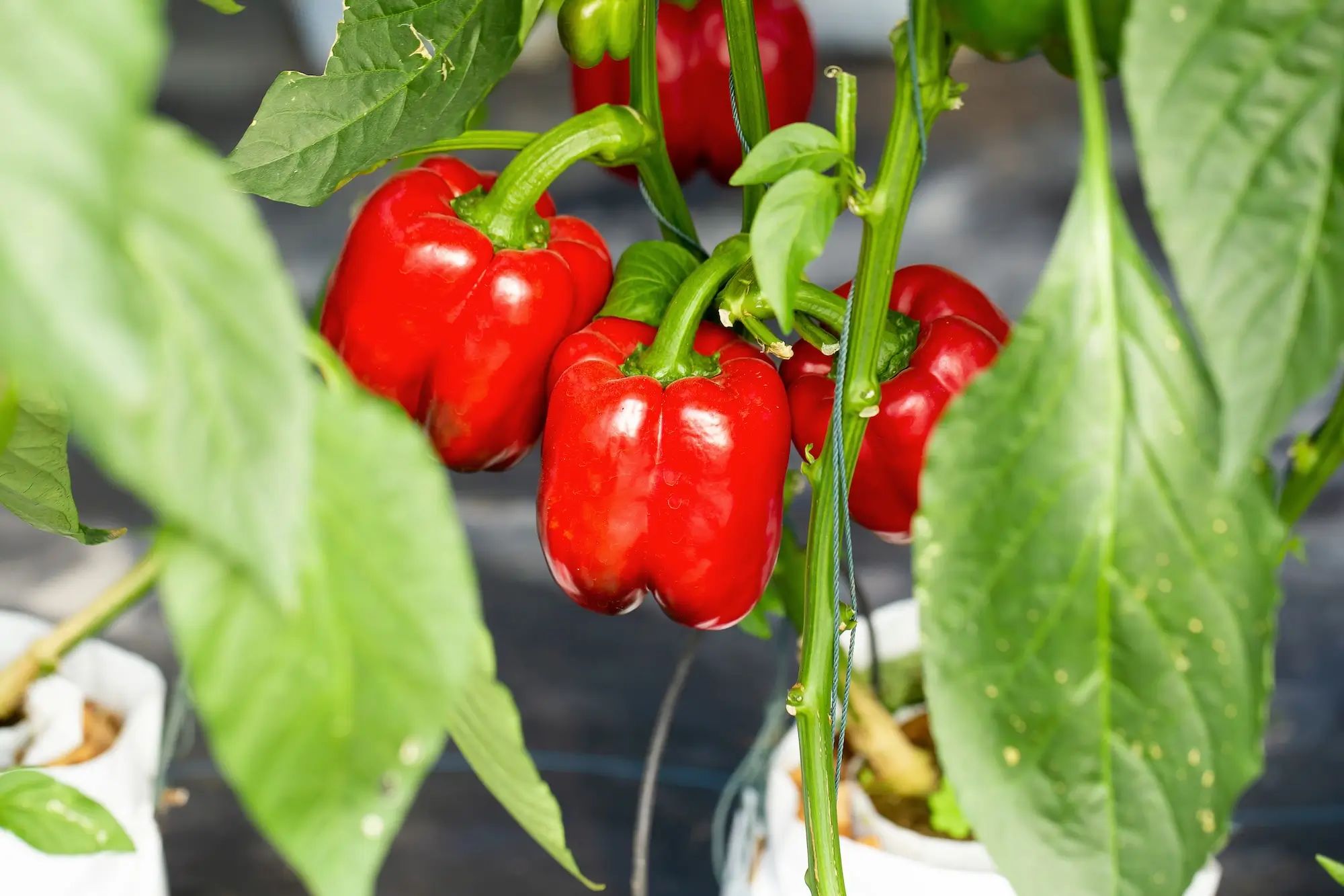 Red bell peppers growing in a greenhouse, showcasing the use of liquid fertiliser on an Australian farm for agronomy.