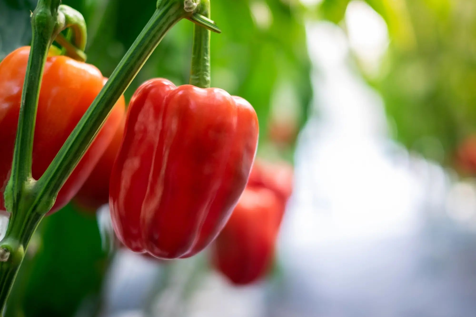 Red bell pepper growing in a greenhouse, showcasing agronomy techniques with liquid fertiliser on an Australian farm.