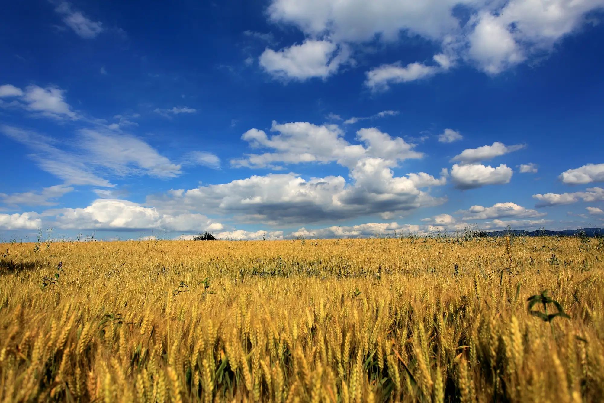 Wheat field under a blue sky on an Australian farm, ideal for agronomy and custom fertiliser applications.