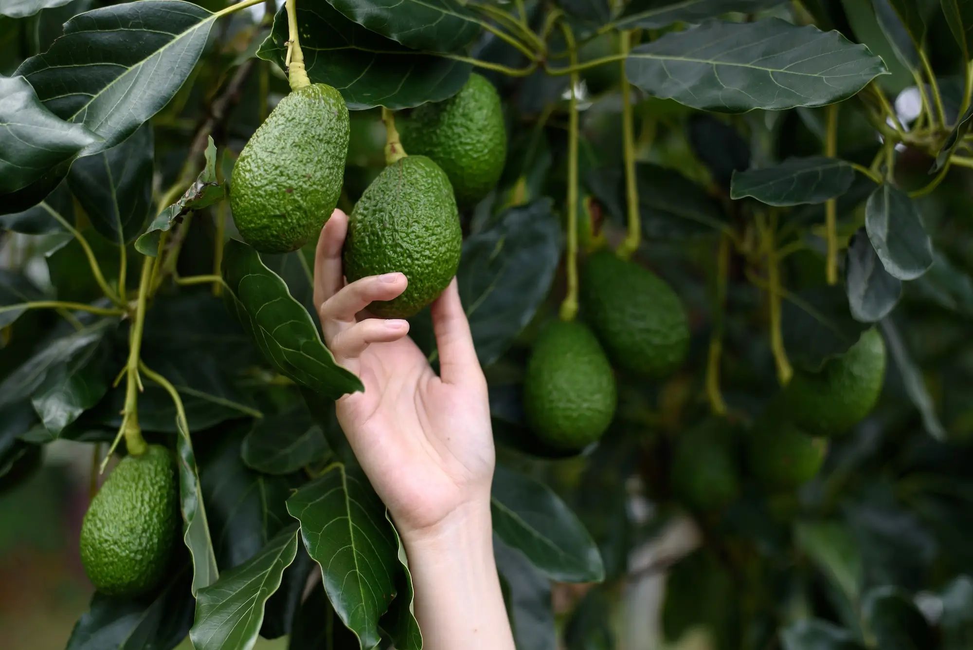 Avocado on tree with a hand reaching towards it, highlighting agronomy and liquid fertiliser on an Australian farm.