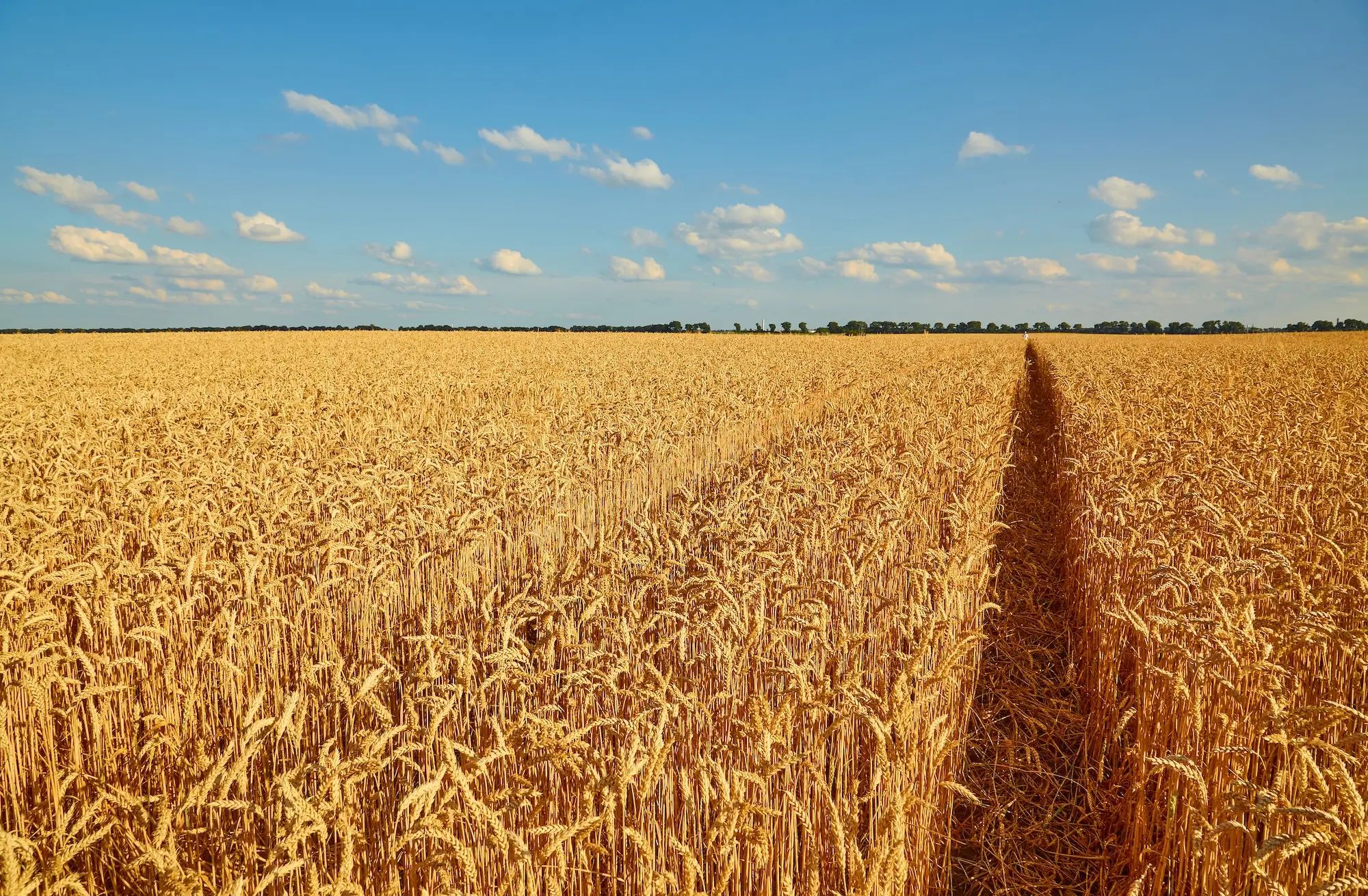 Wheat field growing under a blue sky, showcasing the potential of liquid fertiliser on an Australian farm for agronomy success.