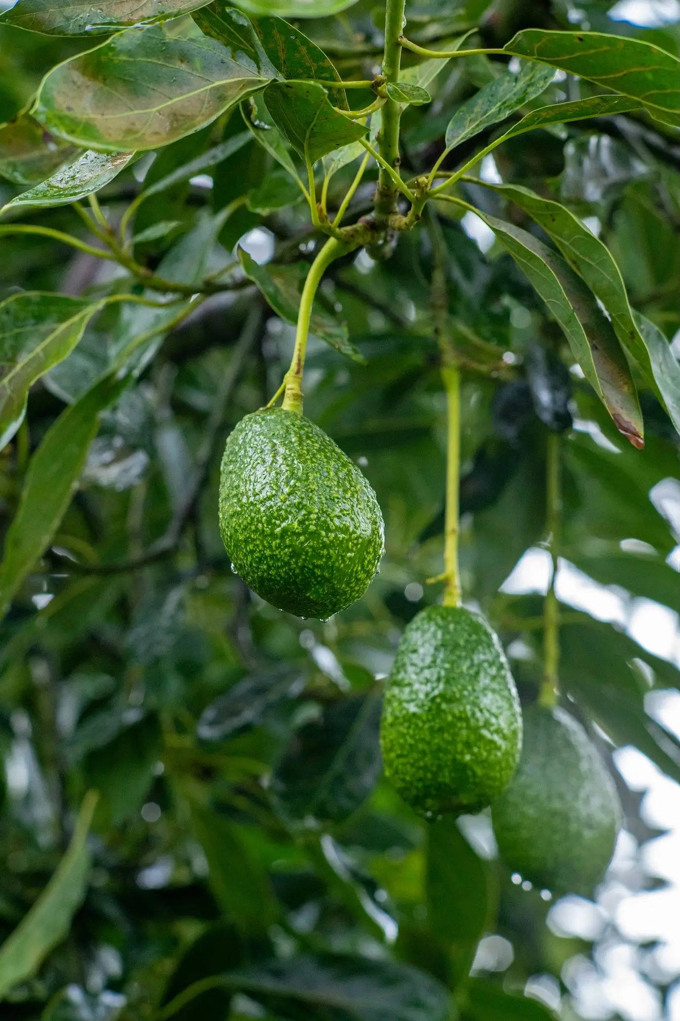 Avocado growing on tree in a lush setting, highlighting agronomy with liquid fertiliser on an Australian farm.